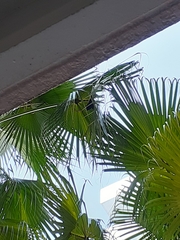 Cynopterus sphinx