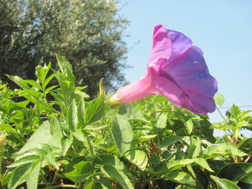 Ipomoea indica