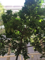 Artocarpus hypargyreus