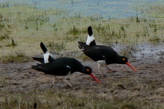 Haematopus leucopodus