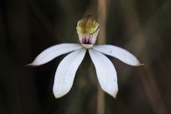 Caladenia gracilis