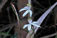 Caladenia gracilis