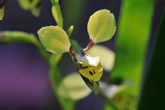 Diuris abbreviata