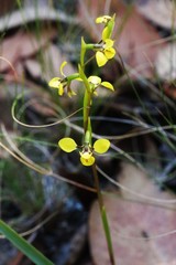 Diuris abbreviata