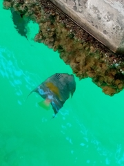 Pomacanthus maculosus