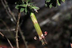 Styphelia perileuca