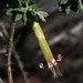 Styphelia perileuca - Photo (c) Adrian Gale, some rights reserved (CC BY-NC), uploaded by Adrian Gale