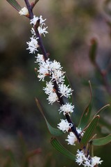 Hakea dactyloides