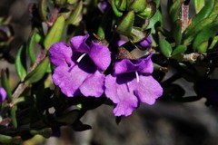 Prostanthera scutellarioides