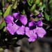 Prostanthera scutellarioides - Photo (c) Adrian Gale, μερικά δικαιώματα διατηρούνται (CC BY-NC), uploaded by Adrian Gale