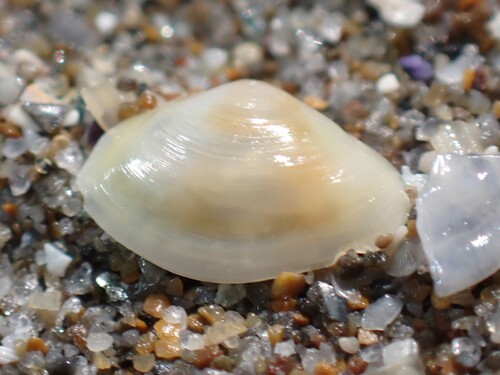 Lentidium mediterraneum