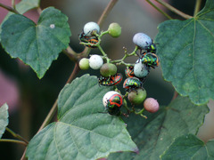 Calliphara excellens