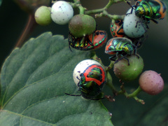 Calliphara excellens