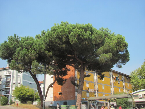 Stone pine (Pinus pinea)