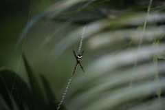 Argiope reinwardti