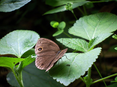 Mycalesis kagina