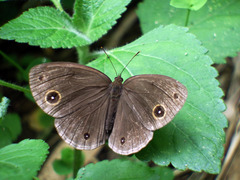 Mycalesis kagina