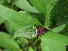 Alcimocoris japonensis