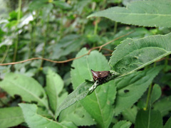 Alcimocoris japonensis