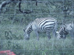 Equus quagga