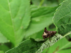 Alcimocoris japonensis