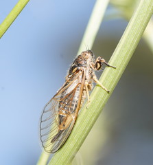 Myopsalta