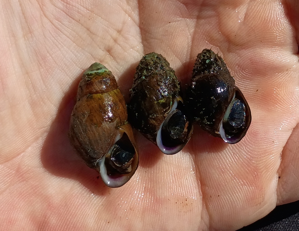Buffalo Rocksnail