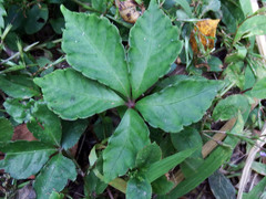 Tetrastigma obtectum glabrum