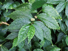 Elatostema cyrtandrifolium