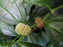 Elatostema cyrtandrifolium