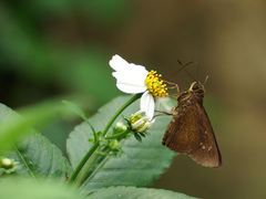 Caltoris cahira austeni