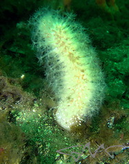Veretillidae
