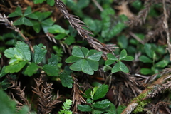 Oxalis griffithii