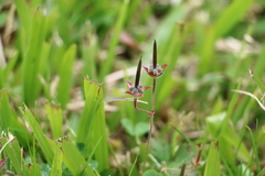Geranium nepalense thunbergii