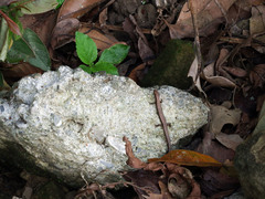 Scincella formosensis