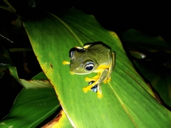 Rhacophorus reinwardtii