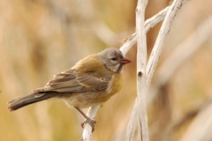 Grey-Hooded Sierra Finch photo 2
