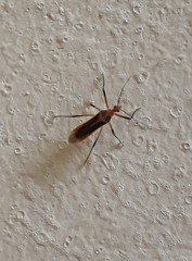 Repipta taurus
