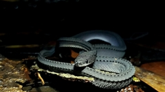 Xenodermus javanicus