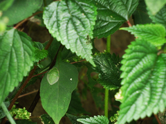 Tituria planata