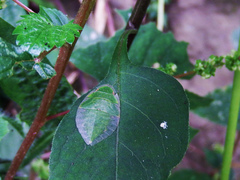 Tituria planata