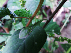 Tituria planata