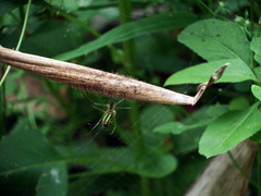 Leucauge celebesiana