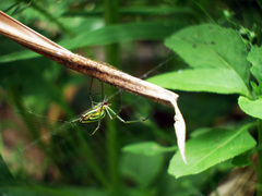 Leucauge celebesiana