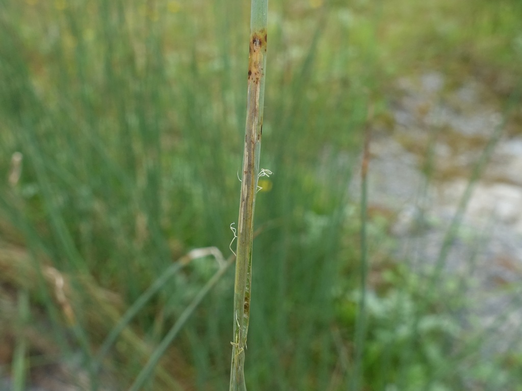 Cerodontha luctuosa