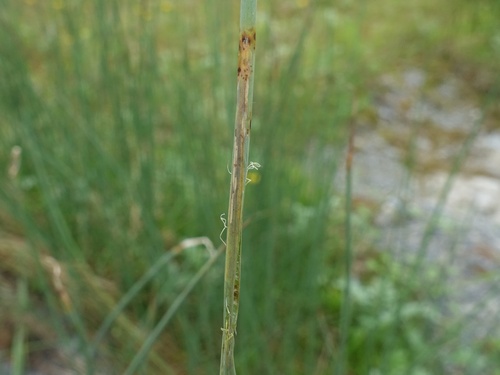 Cerodontha luctuosa