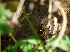 Phimenes flavopictus formosanus