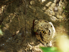 Phimenes flavopictus formosanus