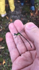 Lestes temporalis