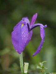 Iris ensata